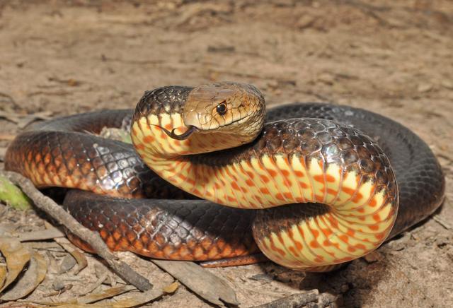 世界十大毒蛇之一的西部拟眼镜蛇,它是大中型的毒蛇!