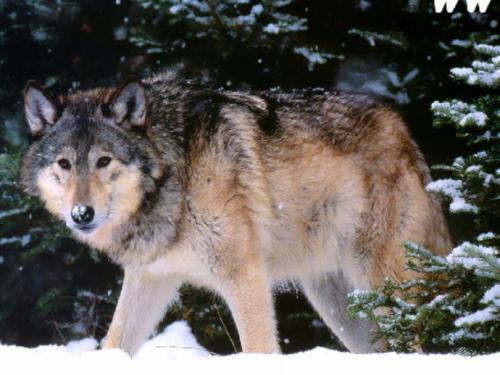 日本森林覆盖率那么高 为何没有一只狼 原来真相如此残酷 北海道地区