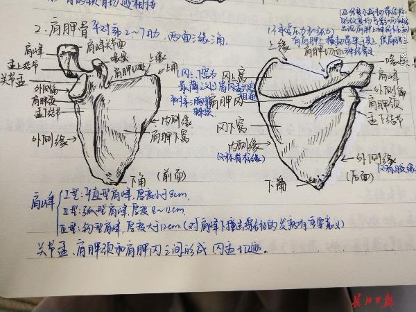 武科大医学生手绘人体解剖图,画得简直跟教科书一样