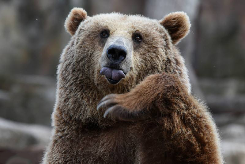 你还在把猫狗当宠物瞧瞧俄罗斯2米高400斤的熊也是不错的选择