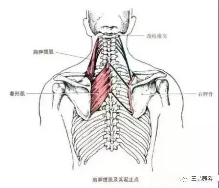 三角肌——大圆肌——背阔肌——喙肱肌——肱二头肌——肱三头肌.