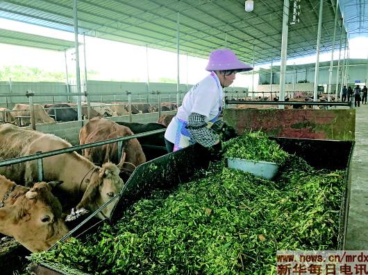 硕民种养农民专业合作社养牛场,贫困户粟琴莲正用皇竹草饲料给牛喂草