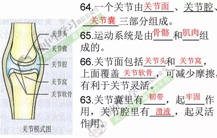 生物老师精心整理初中生物必考课本识图题汇总对考试太有用