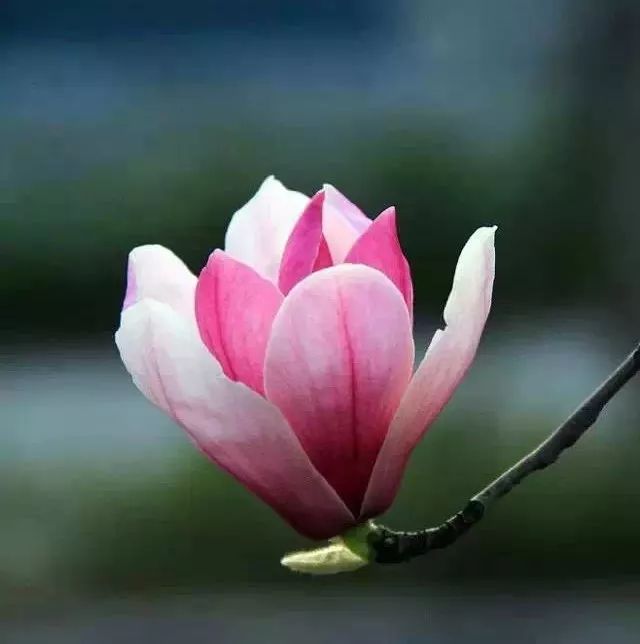 善良,是生命的底色,是生命本来的样子,是盛放在心田的最美花朵.