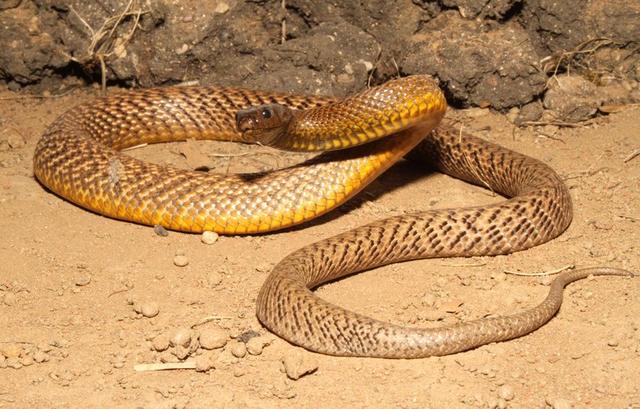 世界十大毒蛇之一的太攀蛇,在陆地毒蛇中毒性排名第三