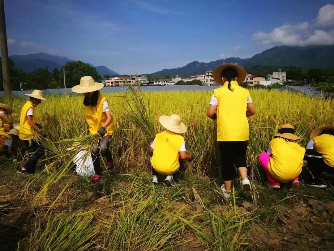 小学生在农场的研学旅行体验