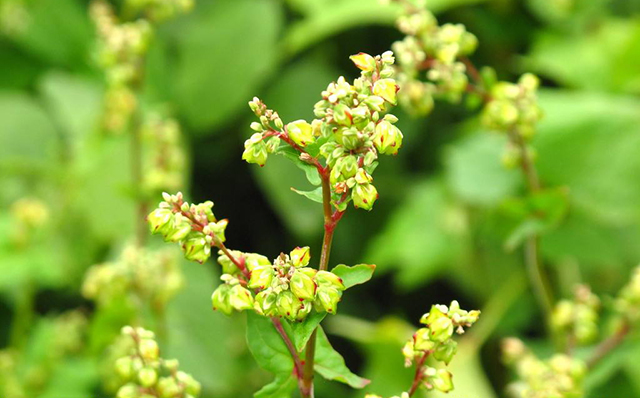 常喝苦荞茶,你见过苦荞满山的样子吗?