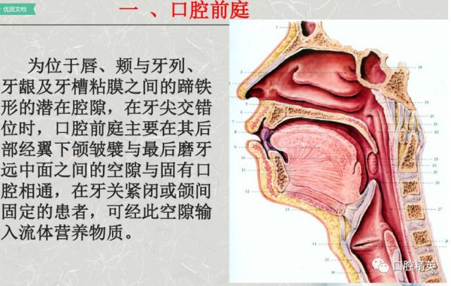 口腔解剖_面部