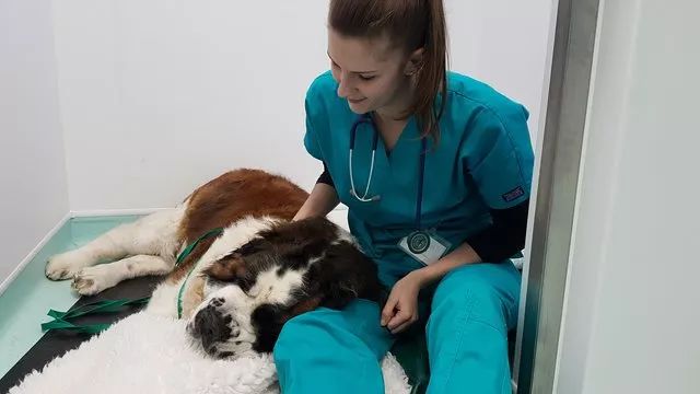 圣伯纳犬被主人送进医院里，医生从它肚子“掏”出一些玩具