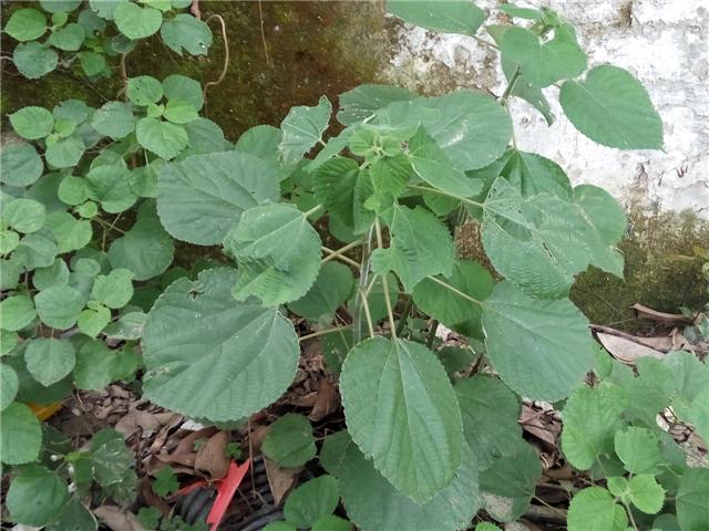 野苎麻药用_麻叶