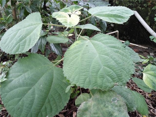 野苎麻药用_麻叶