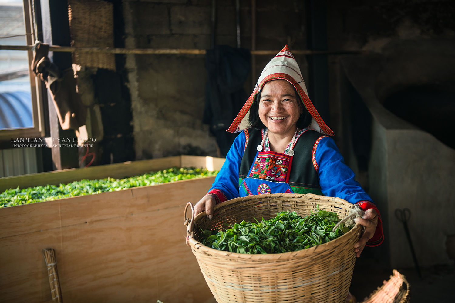 云南西双版纳的基诺族是否真是一妻多夫?是否只靠古茶树为生?