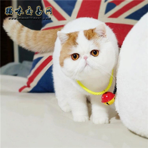 小蓝猫不吃东西怎么办