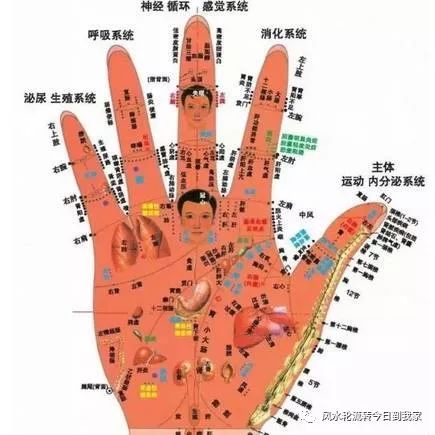 健康 正文  人体经络穴位图背面-男性 人体胸部腹部穴位图 手掌穴位