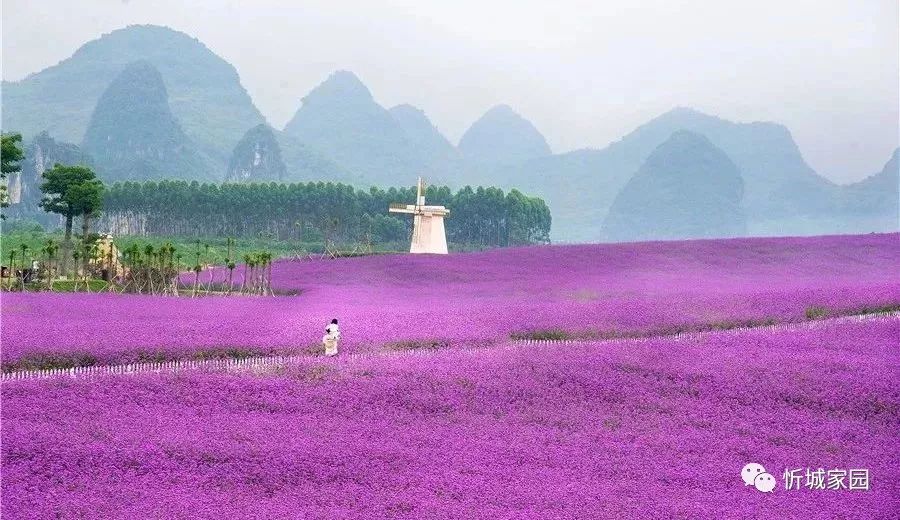 忻城薰衣草庄园旅游建设项目四个重大项目的开工, 竣工,凝聚着县委