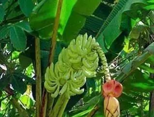 马尼拉麻abacá马尼拉麻蕉,又称马尼拉麻,属芭蕉科(musaceae),原产