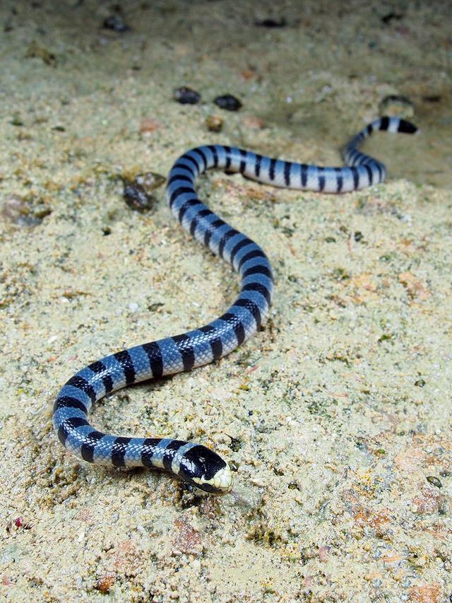 灰蓝扁尾海蛇(学名laticauda colubrina) 为爬虫纲有鳞目眼镜蛇科扁