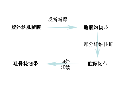 腹股沟韧带的部分纤维转折形成腔隙韧带(又称陷窝韧带,为股环的内侧缘