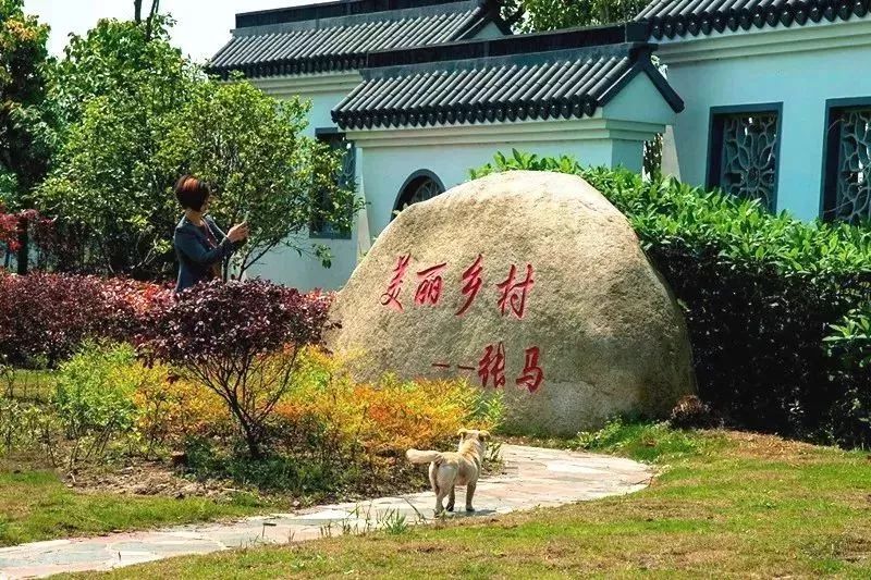 坐落于朱家角镇的张马村,相比古镇景致更多了几分世外田园的清幽.