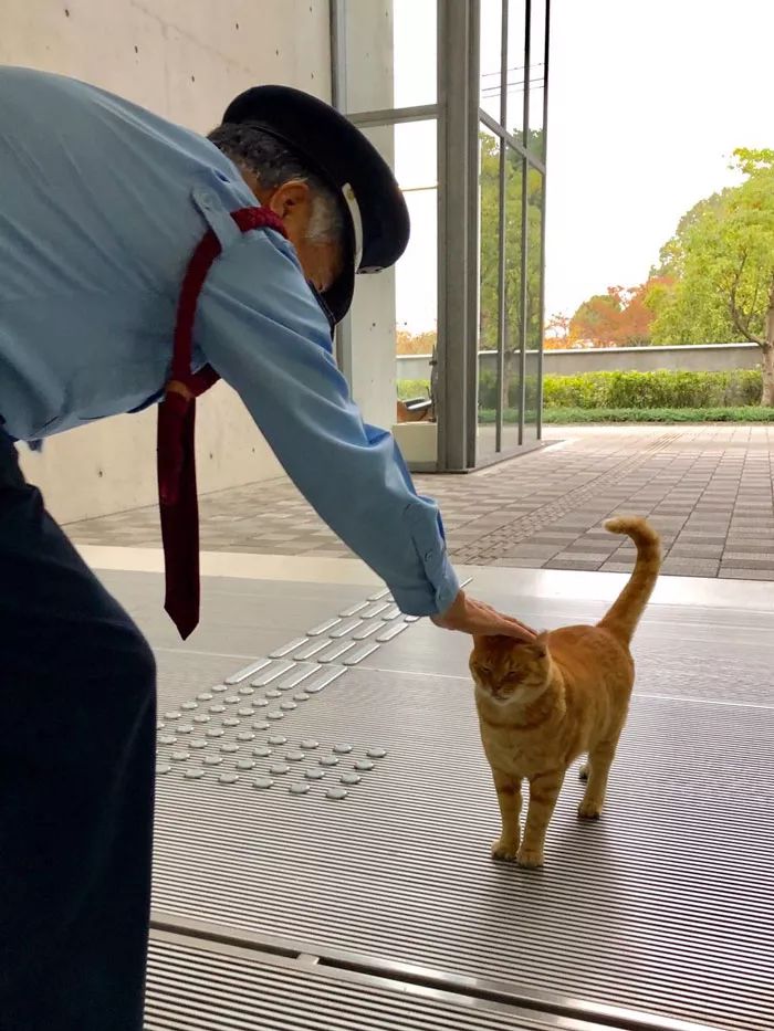 日本这只猫火了，每天硬闯美术馆！