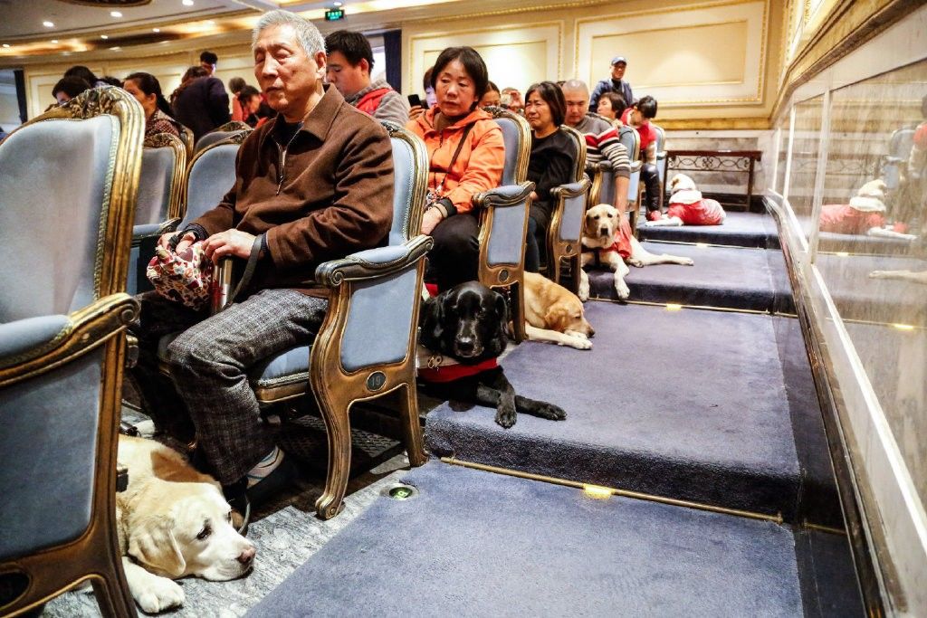 上海音乐厅邀请10只导盲犬进入会场，陪伴主人一同欣赏音乐会