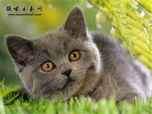 小蓝猫不吃东西怎么办