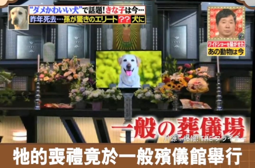 日本一条狗狗考警犬失败了6次，它去世后，粉丝建了一座铜像