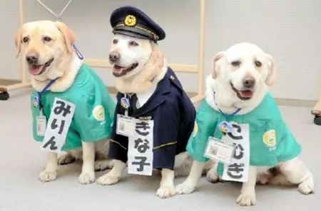 日本一条狗狗考警犬失败了6次，它去世后，粉丝建了一座铜像