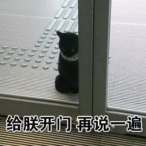 日本这只猫火了，每天硬闯美术馆！