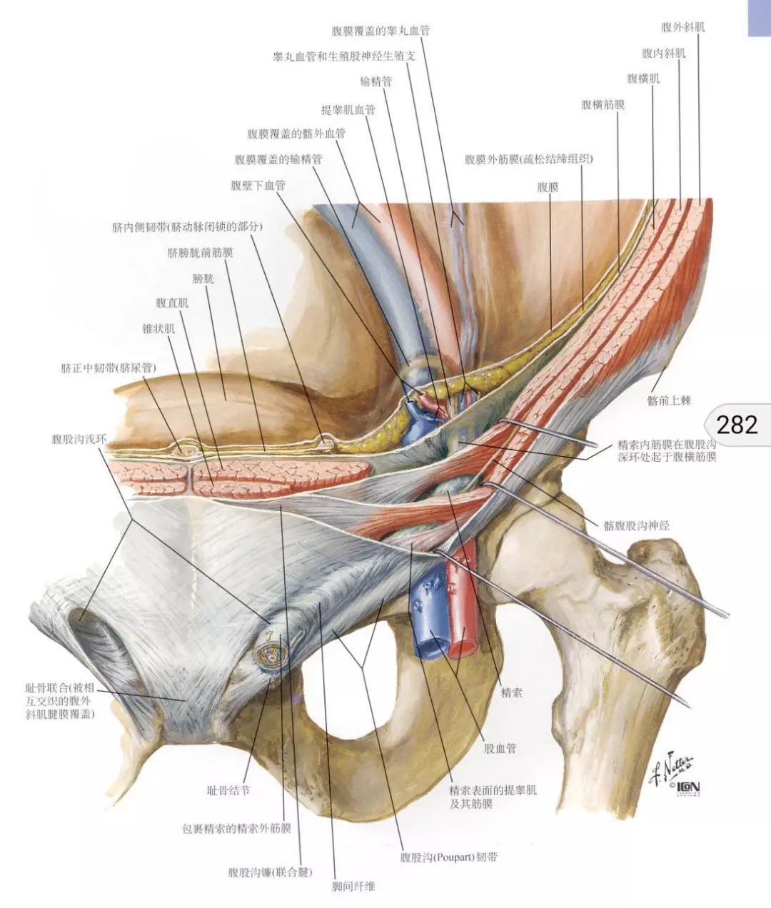 腹股沟韧带的部分纤维转折形成 腔隙韧带(又称陷窝韧带,为股环的内侧