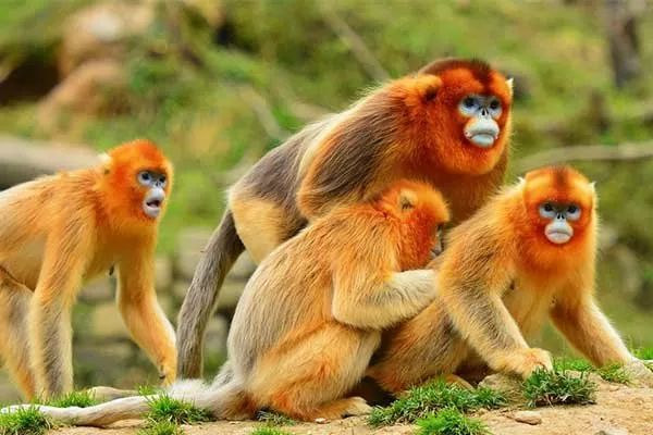 秦岭金丝猴,国家一级保护动物,主要分布于陕西境内秦岭山区的周至