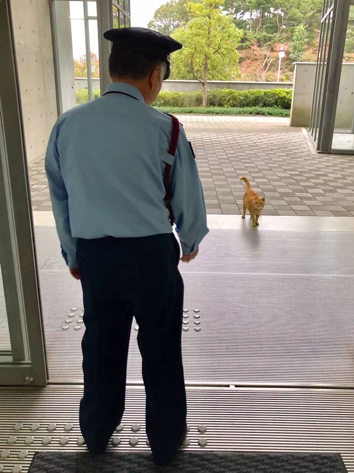 日本这只猫火了，每天硬闯美术馆！