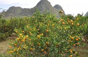 800株砂糖橘被惡意踩斷的背後，柑橘行業真的穩賺不賠嗎？ 商業 第4張