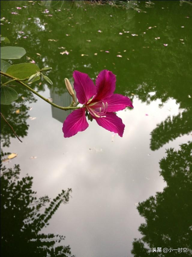 花繁柳密处,拨得开,才是手段; 风狂雨急时,立得定,方见脚根.