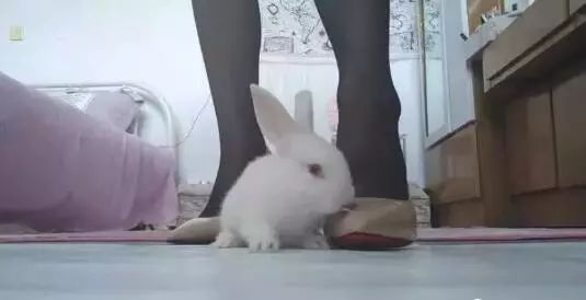 视频中,一只小兔正趴在女子脚边,而几分钟后,它却被身边这双脚踩死.