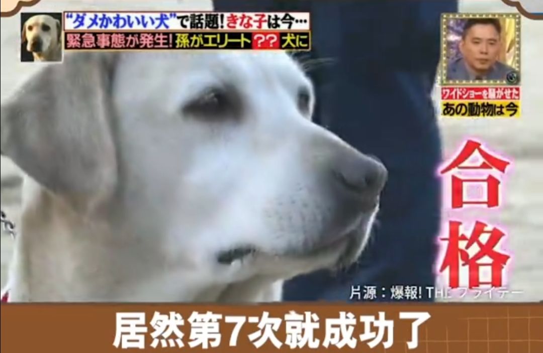 日本一条狗狗考警犬失败了6次，它去世后，粉丝建了一座铜像