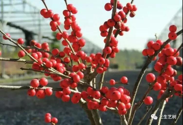 "北美冬青"枝条有着良好的可塑型性,且果实饱满,果色鲜红,株形饱满.