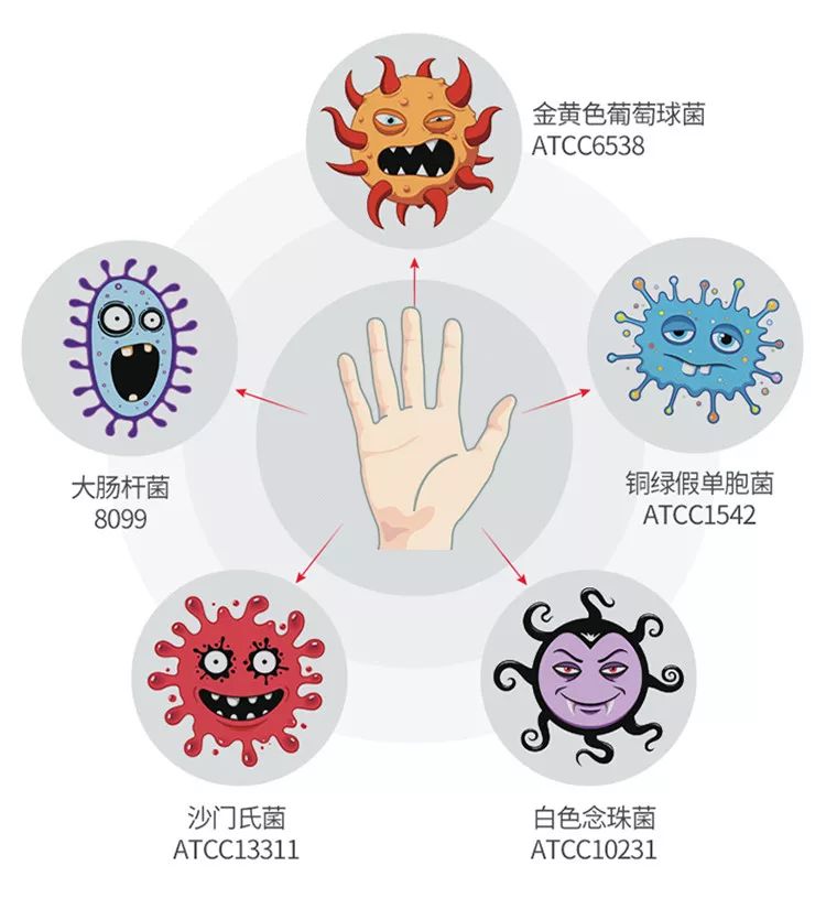 科学家曾做过一个调查: 人一天活动后手上至少含有 4万-40万个细菌!