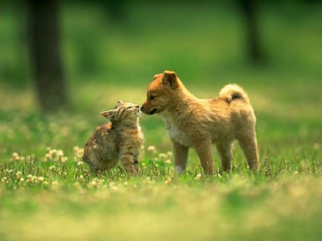 动物之间超有爱的跨物种友谊看哪一对能感动你