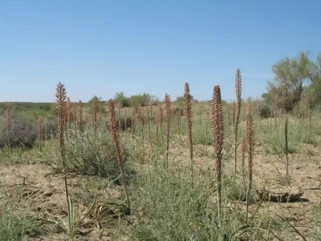 bieb.) regel异翅独尾草eremurus anisopterus(kar. et kir.