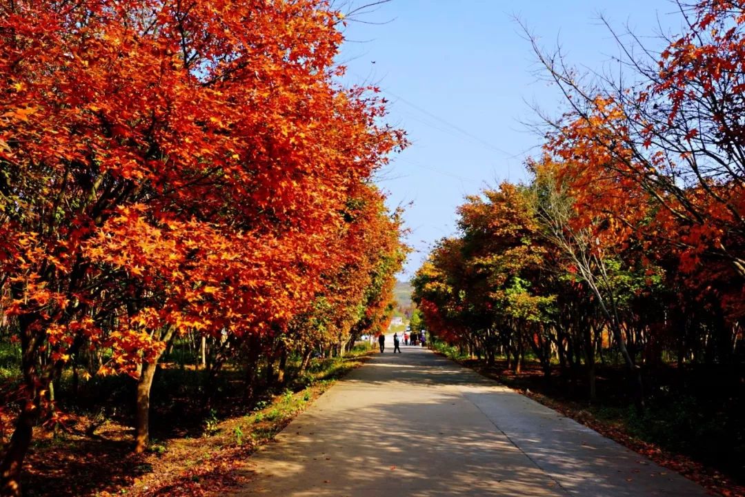 错过再等一年|12月5,8日各一期桂阳红枫林千年古郡城一天旅拍纯玩