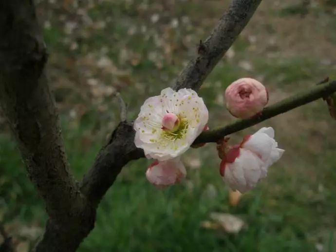 玉蝶梅花纯白色,且不易