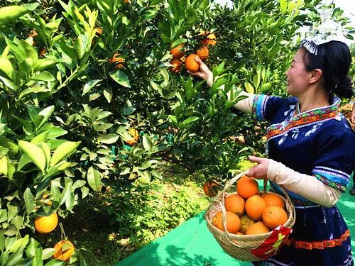 "甜蜜经济"助力果农致富 中国崀山脐橙文化旅游节开幕