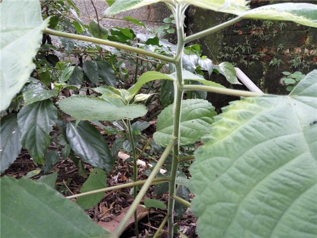 野苎麻药用_麻叶