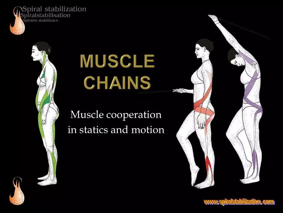 垂直肌肉链与螺旋肌肉链的新疗法