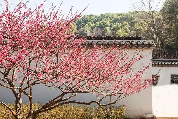 最旺宅的风水树_风水树什么树最好_风水树