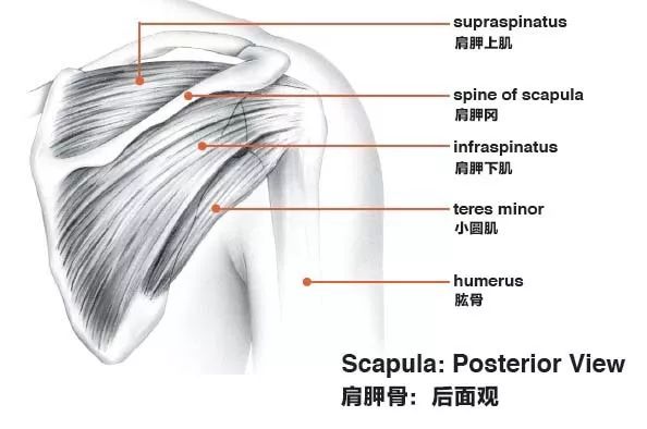 伸髋,躯干伸展以及躯干旋转会促使肩胛骨后缩,来到一个更稳定的位置.