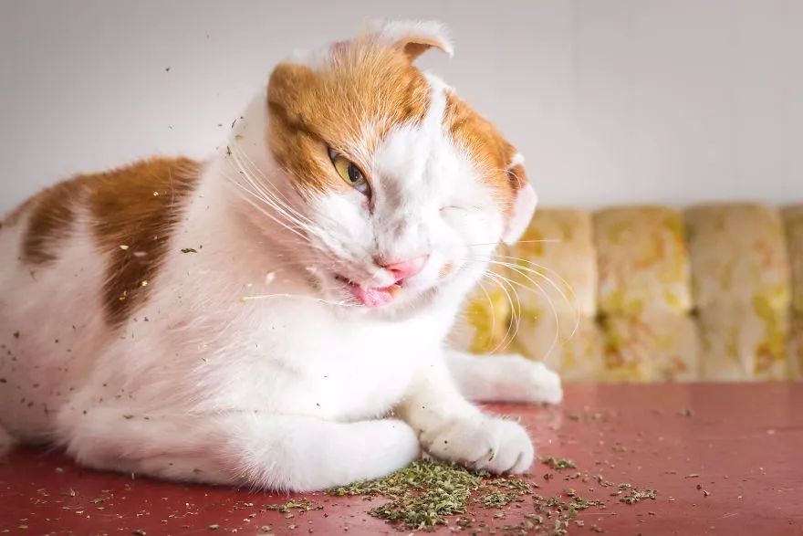 猫吸了猫薄荷就睡觉了,吸了猫薄荷的猫,猫吸猫薄荷图片_大山谷图库