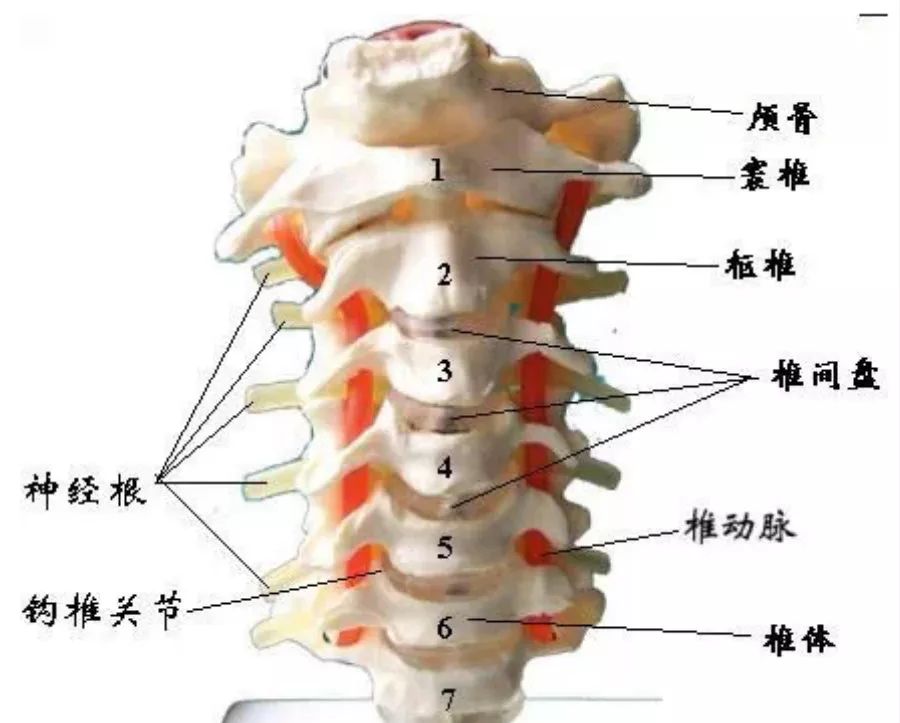 精子白黄混搭怎么回事_白黄混搭珠帘效果