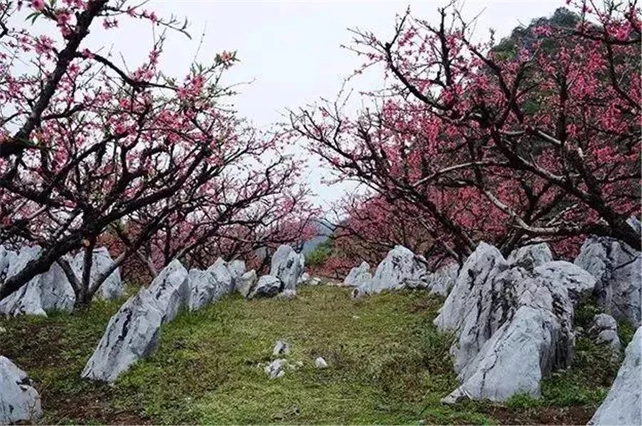 李洞 桃花谷